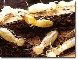 Picture of termites eating timber. 