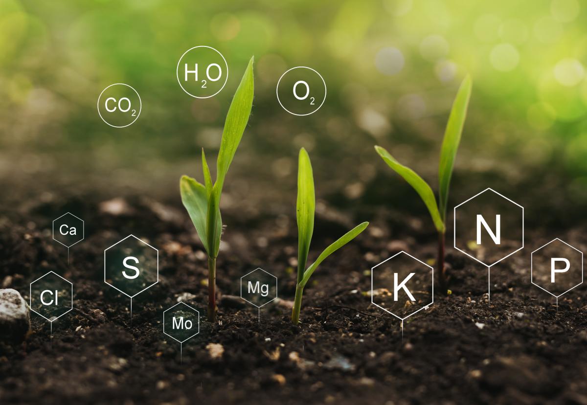 Seedlings with chemical symbols
